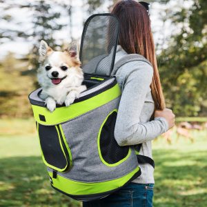 декоративную собаку несут в рюкзаке