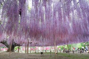 в парке Ашикага можно увидеть цветение глицинии