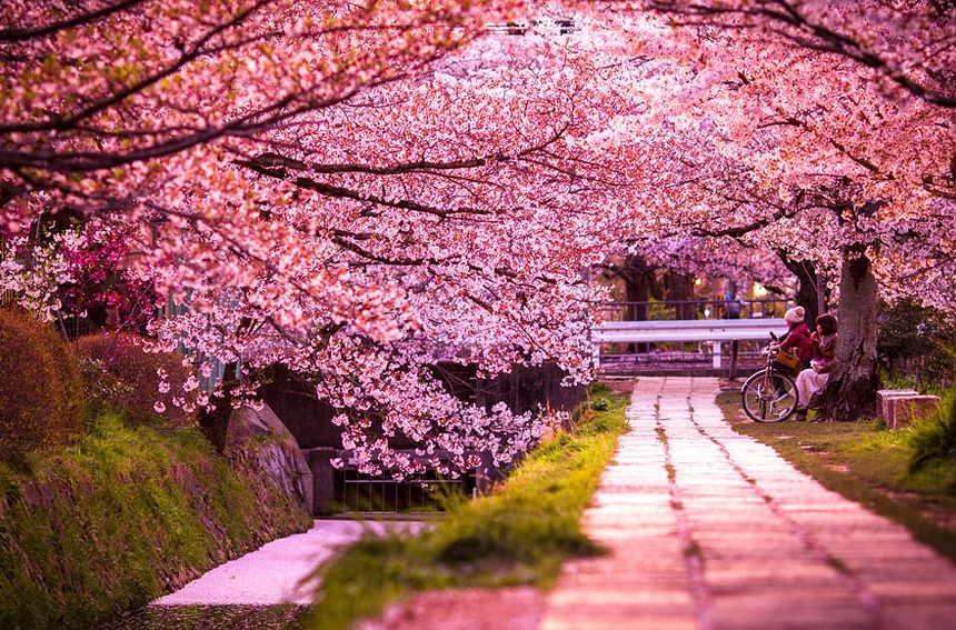 Цветение сакуры — 5 лучших мест в Токио, чтобы наблюдать за красотой