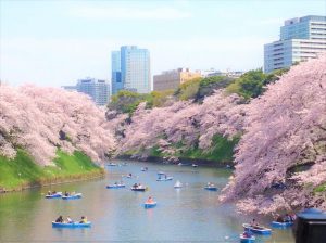 Чидоригафучи хорошее место чтобы любоваться цветущей сакурой вишней в Токио
