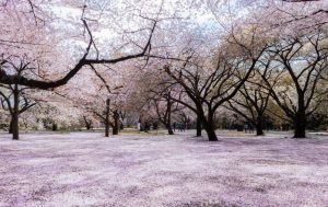 Синдзюку Гоэн парк чтобы любоваться цветущей вишней в Токио