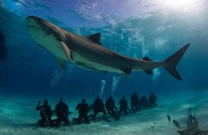 погружение с акулами в Оаху