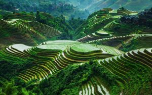 Поехать в Китай стоит ради того, чтобы взглянуть на рисовые терассы