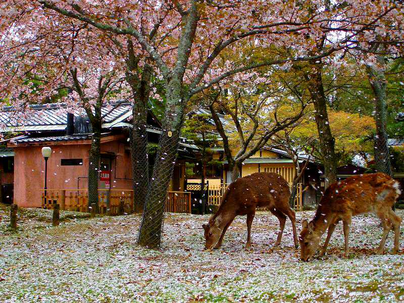 поехать в Японию стоит из-за города Нара, где живет несколько тысяч оленей