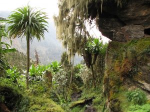 исследуйте джунгли во время отдыха в Гваделупе
