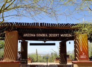 Музей пустыни Сонор - куда сходить в Аризоне , город Тусон