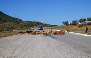 пробки и животные на дорогах Марокко - как передвигаться по городу во время путешествия в Марокко?