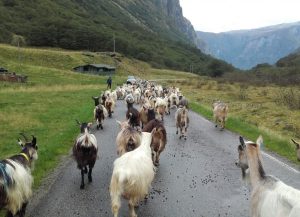 в Норвегии много овец - лучшие города в Норвегии