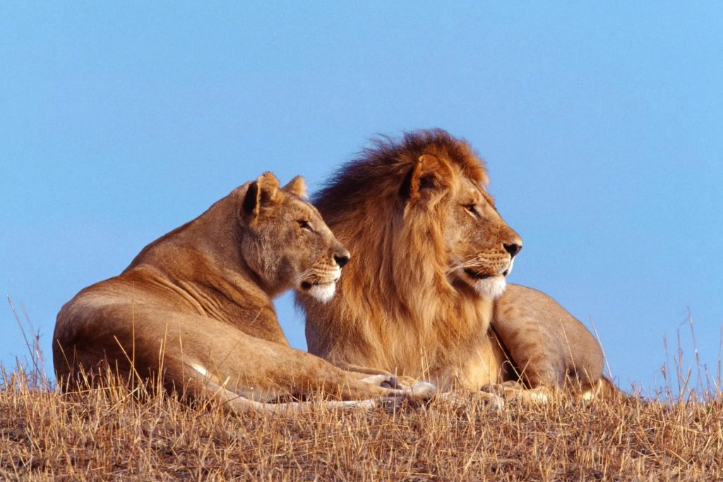 Что делать, если встретились со львом в дикой природе?
