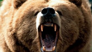 Что делать, если столкнулись с медведем в лесу?